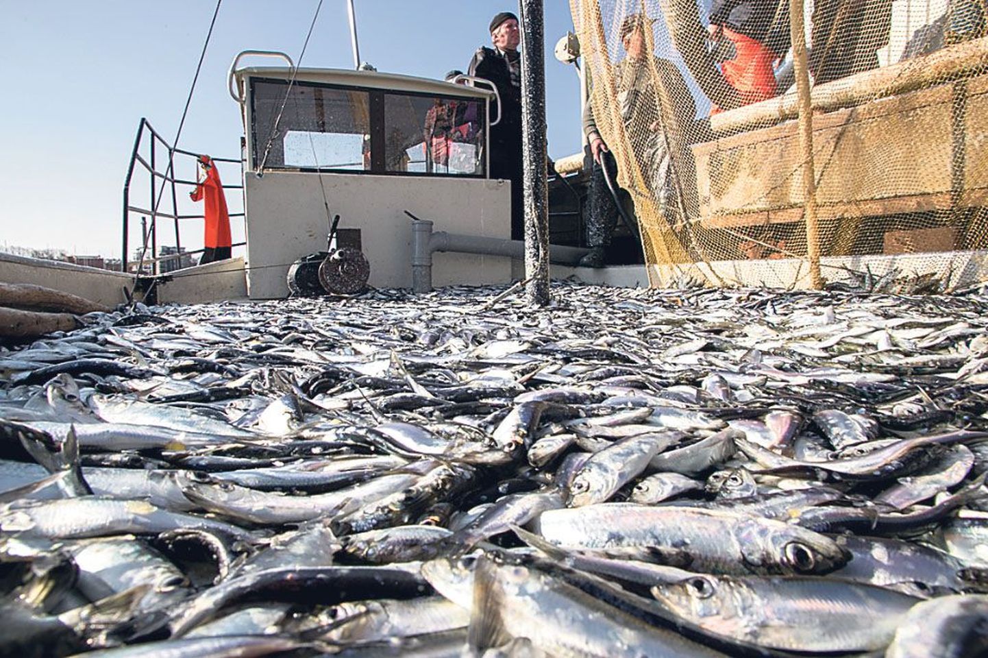 Tänavune räimesaak tõotab kalurite arvates tulla keskmiselt hea.