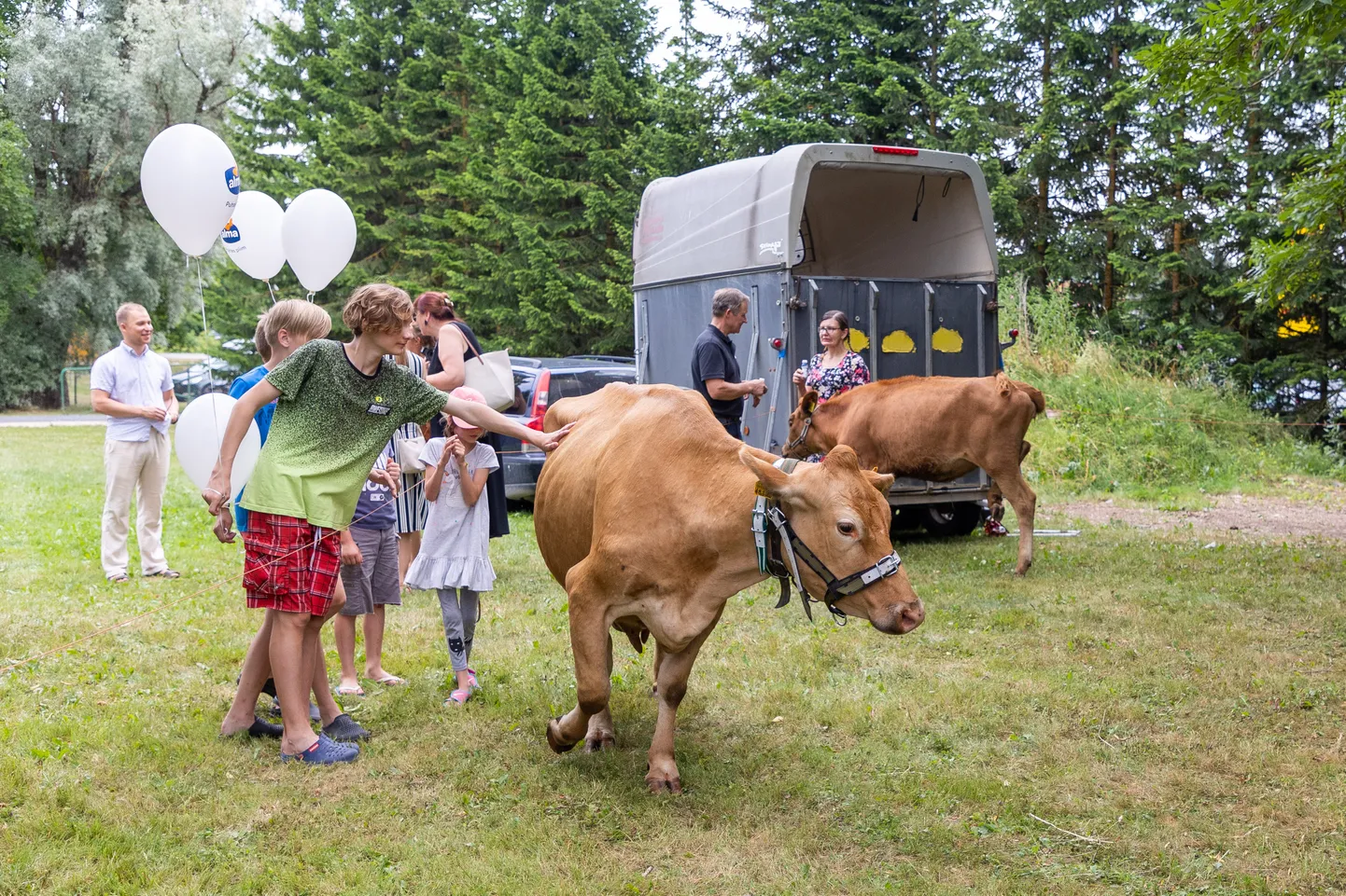 Piimapäevadel on varemgi kohal olnud ka lehmad.