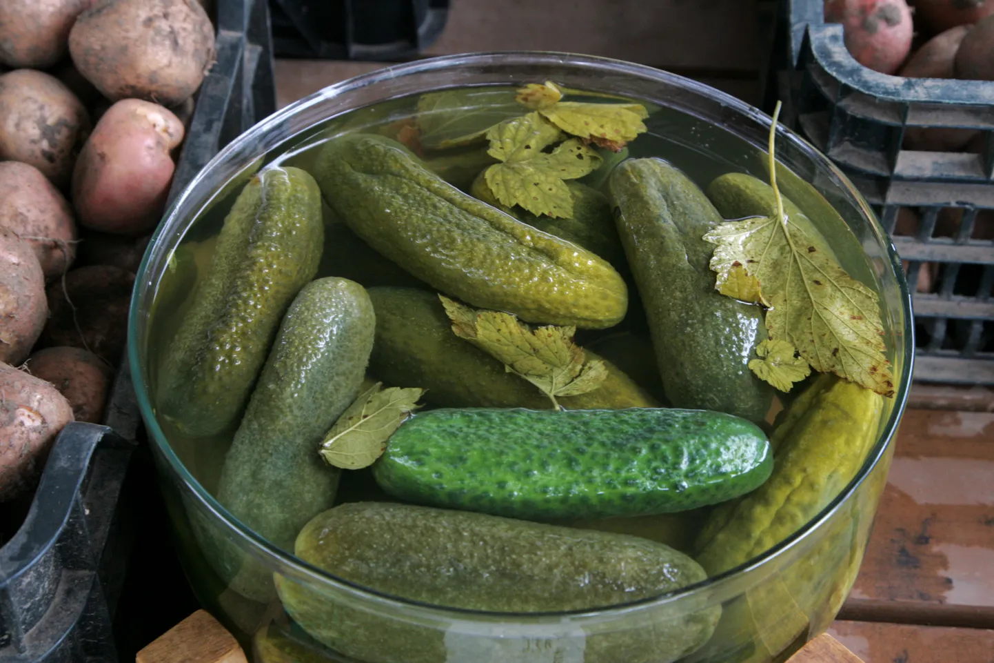 Osolin hindas parimaks valmisnänniks kurgikonservi. Fotol kurgid.