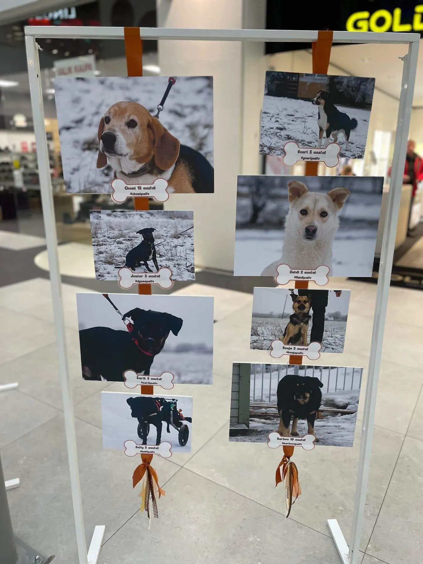 Трудно пройти мимо таких "фотомоделей" и остаться безразличными.