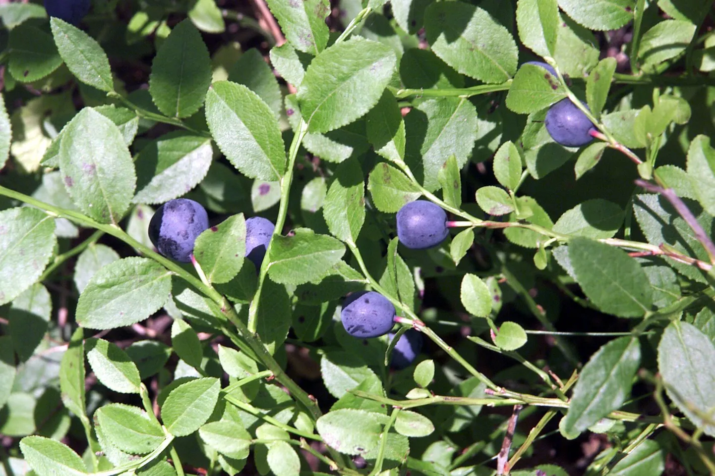 Marjulist otsiti kaks nädalat.