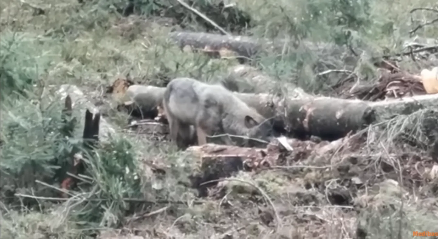 Raiesmikult kutsikaid päästev hunt.