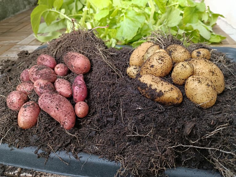 Ka väga väikeses ämbris kasvanud kartul andis päris kena saagi.