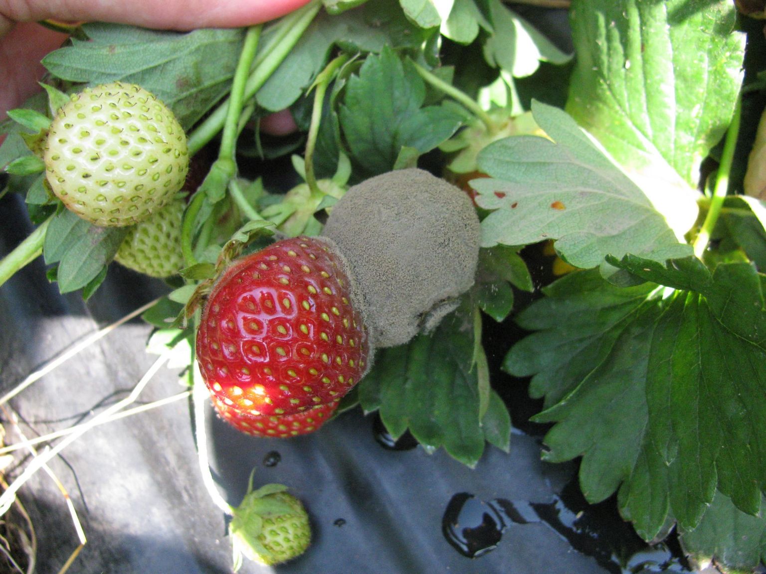 Ülevalminud viljad lähevad kergesti hallitama ja sealt levib haigus ka tervetele viljadele.
