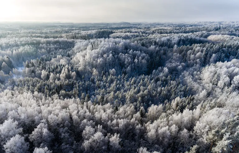 Karula rahvuspargi künklik maastik, mida katavad kaunilt ehitud metsad.