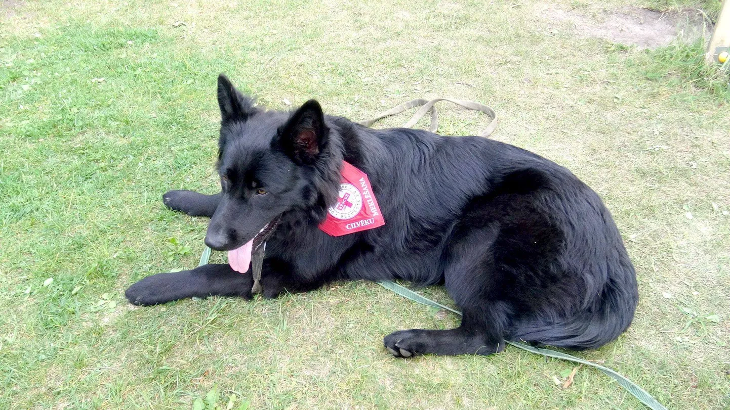 Raksta foto
