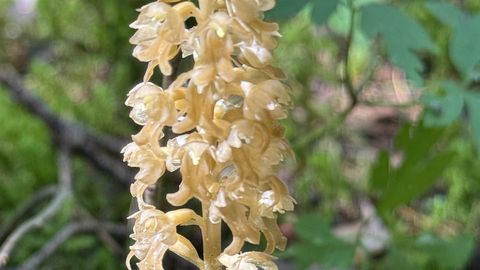 NÄDALA AED ⟩ Sõprus ja armastus taimemaailmas