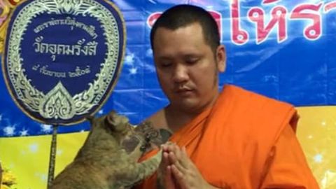 Vaimukas video: kass pani palvetava munga kannatuse proovile