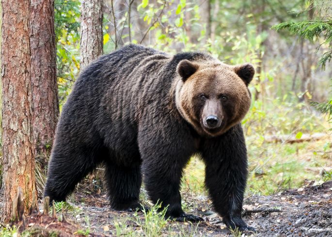 Pruunkaru
Pruunkaru on kõigesööja ning toitub marjadest, taimedest ja lihast. Kõndimisel toetub pruunkaru kogu tallaga mis ju