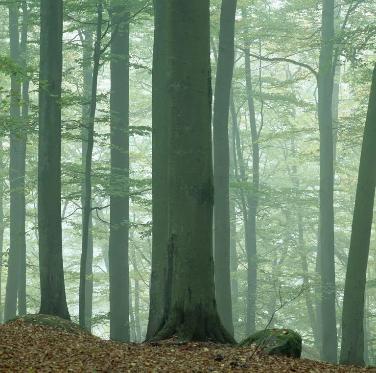 Foto: Scanpix