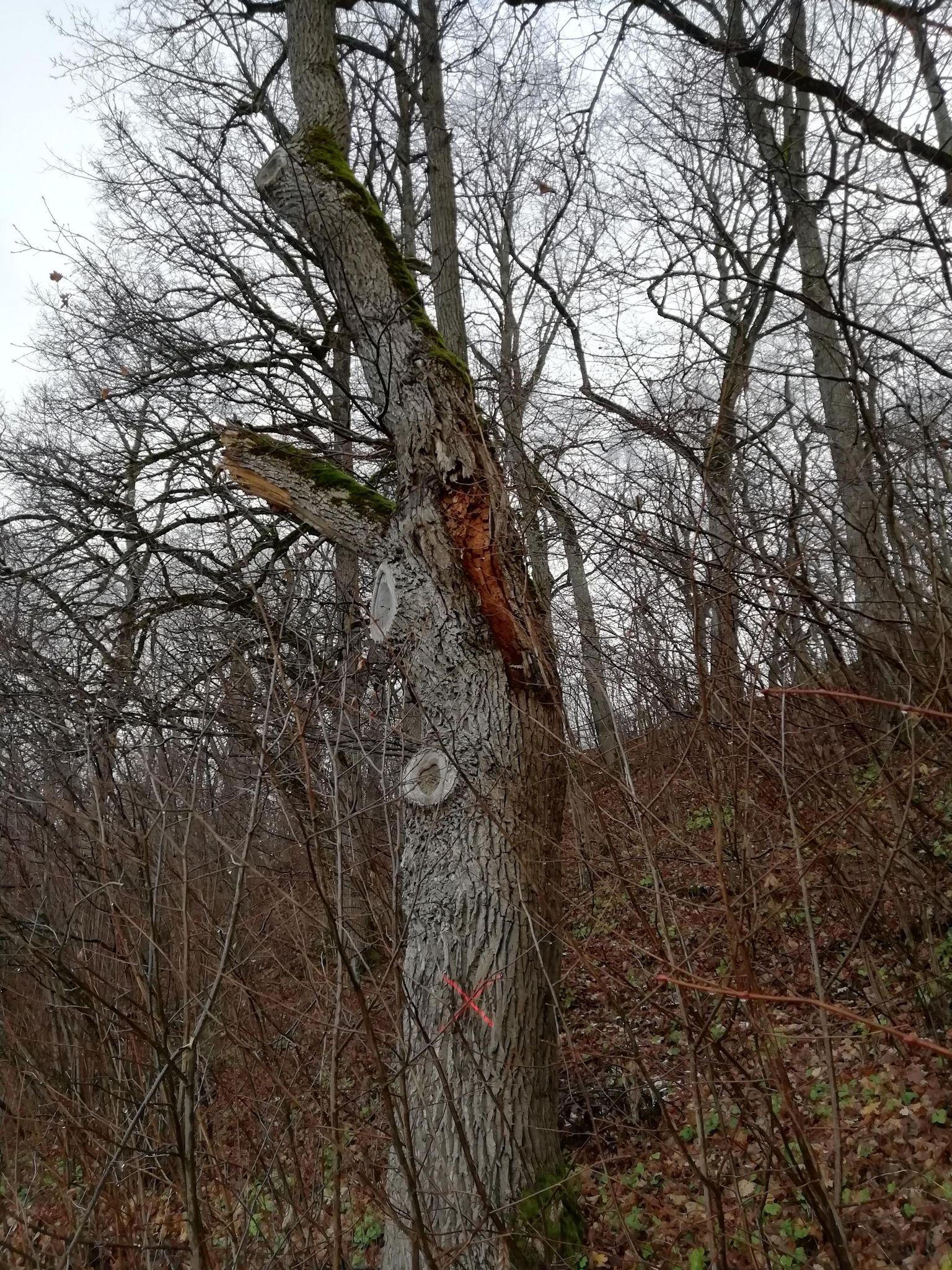Ohtlik puu tammikus.