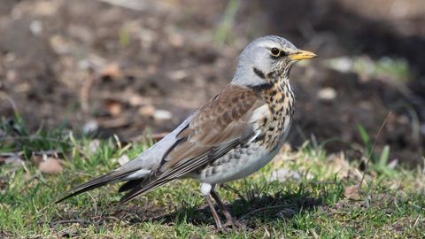 Во вторник воздух прогреется лишь до +6 градусов