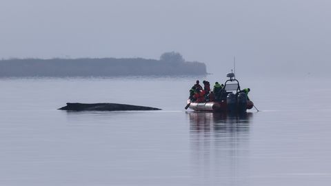 Saksamaa loobub kinni jäänud küürvaala päästmisest