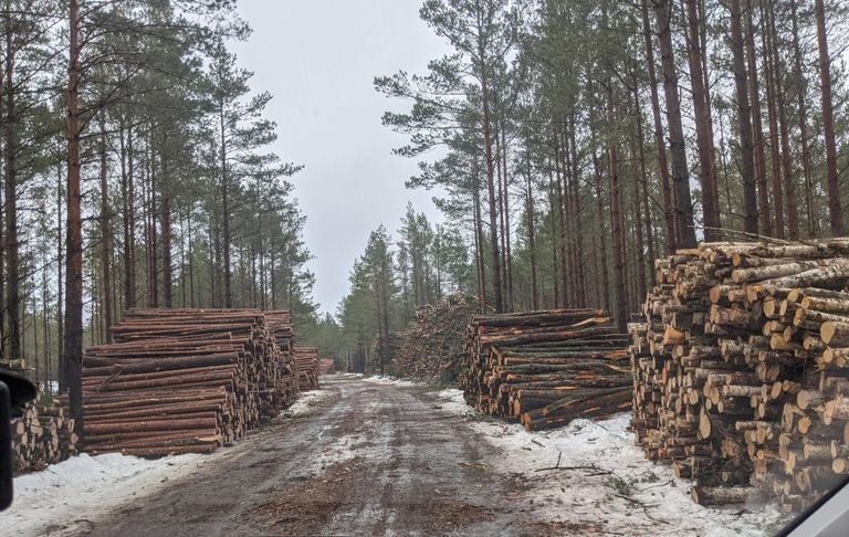 Pine cultures on dunes are thinned out and gaps created to give stands a more natural look,” the Environmental Board said of what it considers to be “conservational” felling on 110 hectares of the Nõva Ecological Reserve in Lääne County.