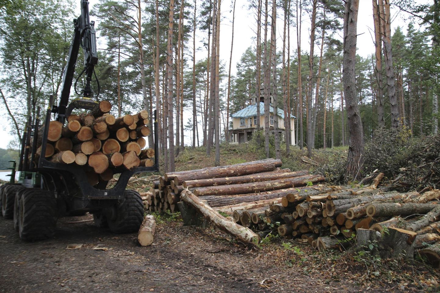 Kolmapäeval toimusid Reegi suveresidentsi juures raadamistööd, võeti maha ette jäävaid puid. FOTO: Tomi Saluveer