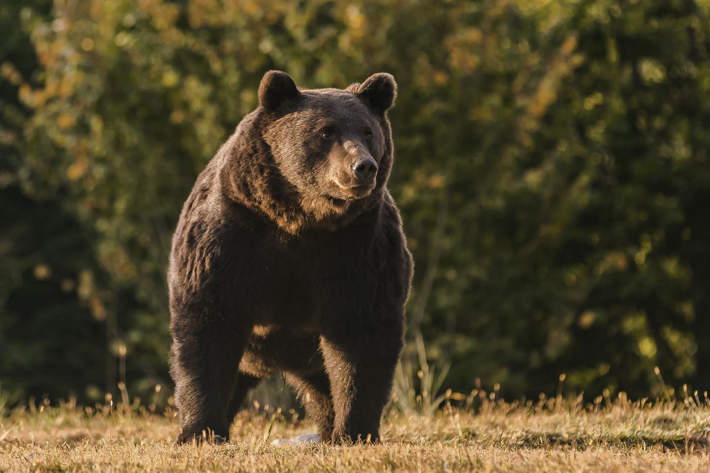 17-aastane karu Arthur 2019. aastal Rumeenias.