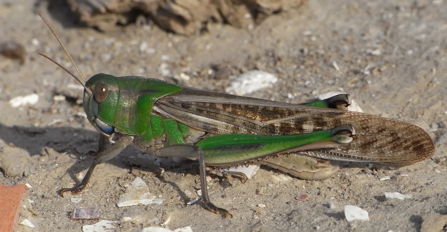 Rändtirts (Locusta migratoria)