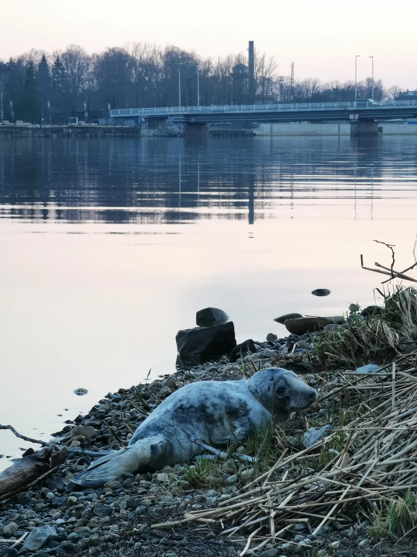 Hülgepoeg Pärnu linnas.