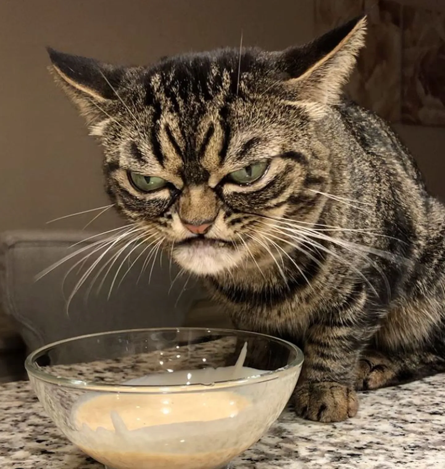 Угрюмая кошка по кличке Киця (Kitzia).