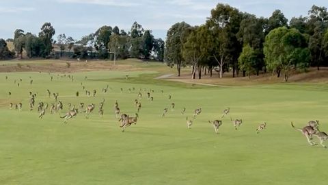 VÕRRATU VIDEO ⟩ Sajad kängurud otsustasid korraga golfiväljakult läbi hüpata