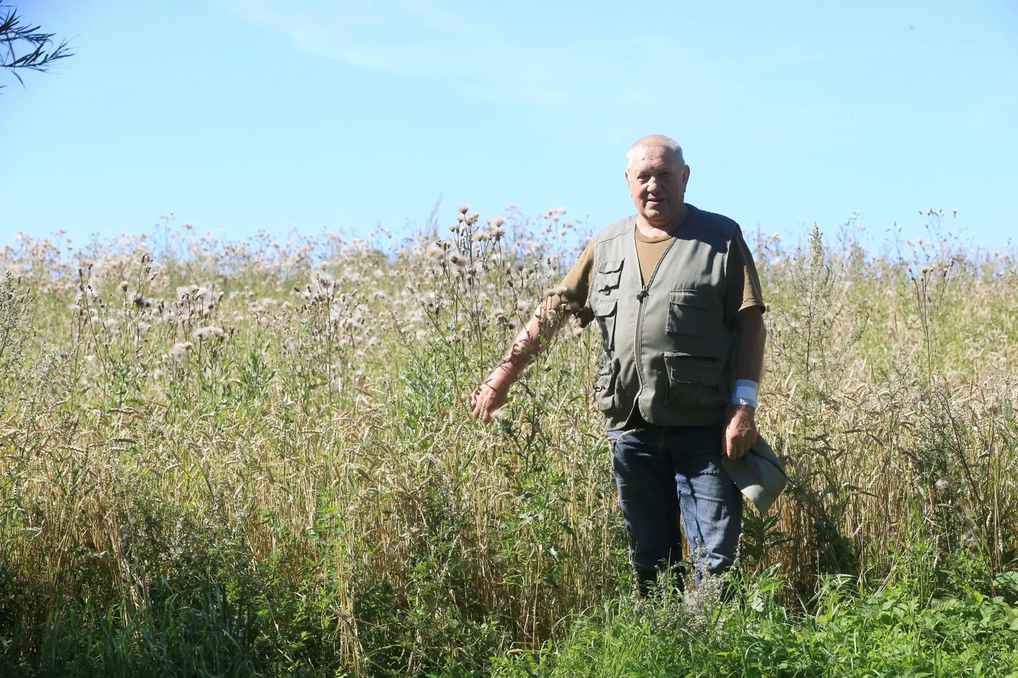 Kambja valla Raanitsa küla Keerdo talu peremees Aavo Toom on hädas naabri nisupõllult tuulega õhku tõusvate ohakaseemnetega, mis lenneldes meenutavad lumesadu.