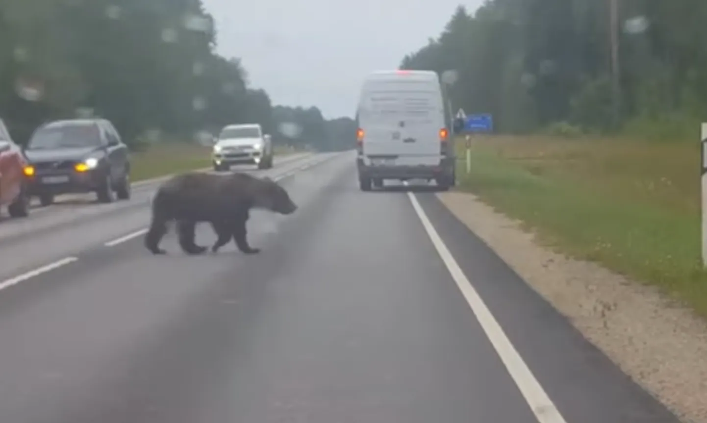 Смелый медведь остановил движение в Валга.
