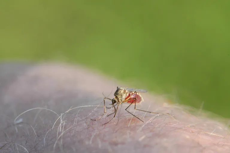 Tüütute vereimejate tõrjumiseks saab ise valmistada taimelahuse.