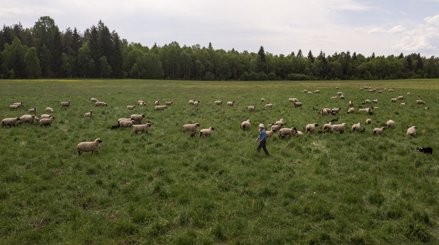 Sireli talu peremees Tiit Kaivo koos oma ligi 200-pealise lambakarjaga.