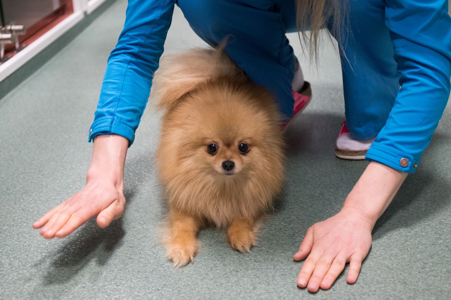 Treppoja kutsikavabrikust päästetud koer kliinikus.
