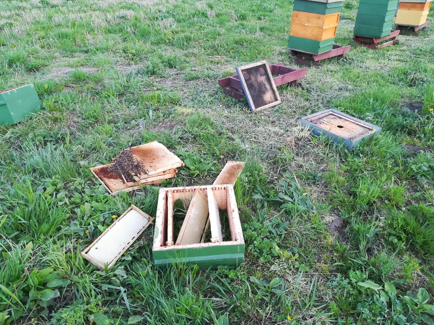 Karu kimbutas Mõisaküla mesiniku Jorma Õiguse üht tarude rühma, mis oli viidud metsast kaugel asuva valge ristiku põllu äärde.