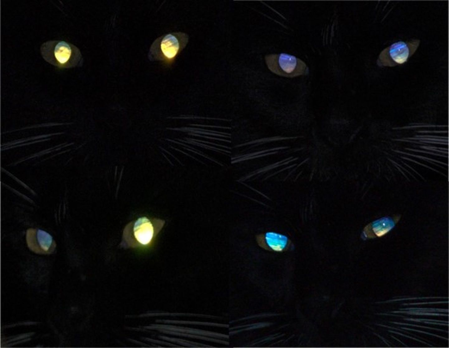 Kasside silmad võivad paista erinevate nurkade alt erinevat värvi, kuid inimese silmad kipuvad peegelduma punaselt. Punasilmsust saab aga piltidel teatud nippidega vältida
