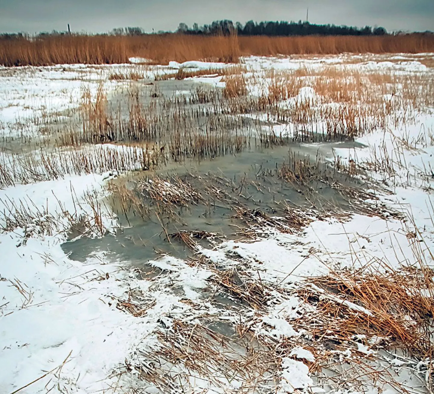 Mai elurajooni all rannaniidul lööb kõndijale ninna mitte just meeldiv lõhn.