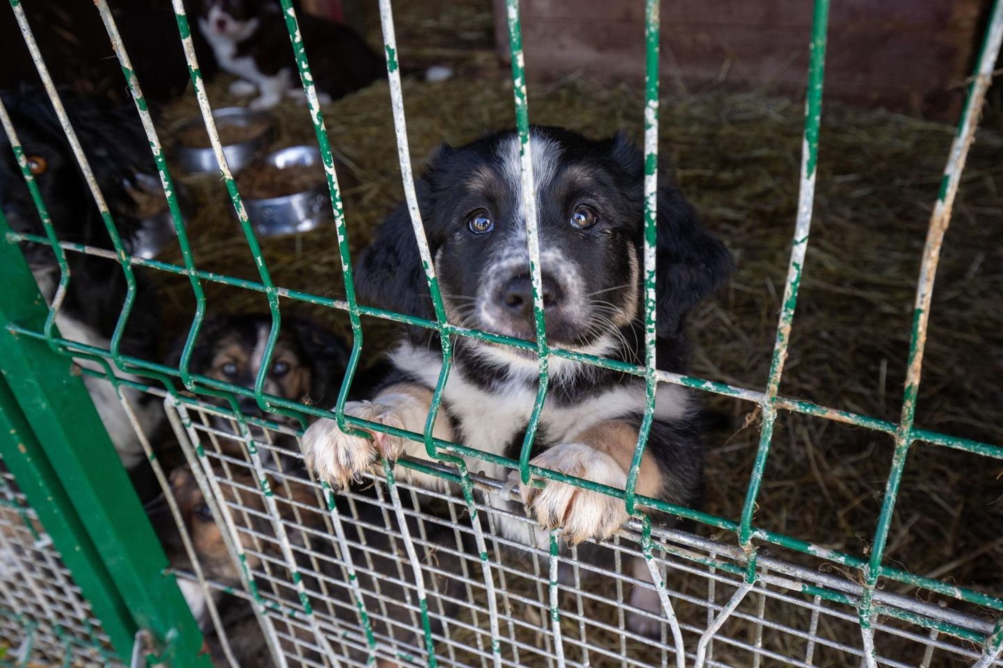 Viljandi kodutute loomade vajupaigas on praegu õnneks küll vähe koeri, kuid aasta lõpu ja alguse ilutulestikupaugud tekitasid loomades siiski suurt ärevust.