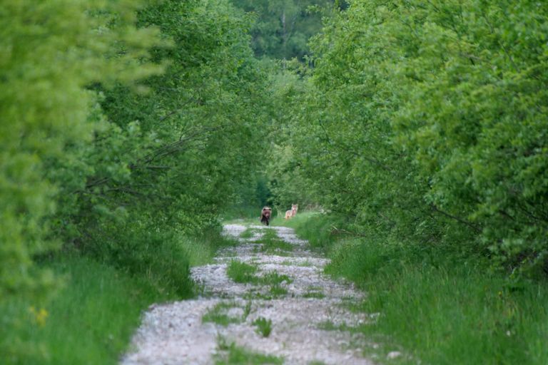 Медведь и волк на лесной дороге в Харьюмаа. 