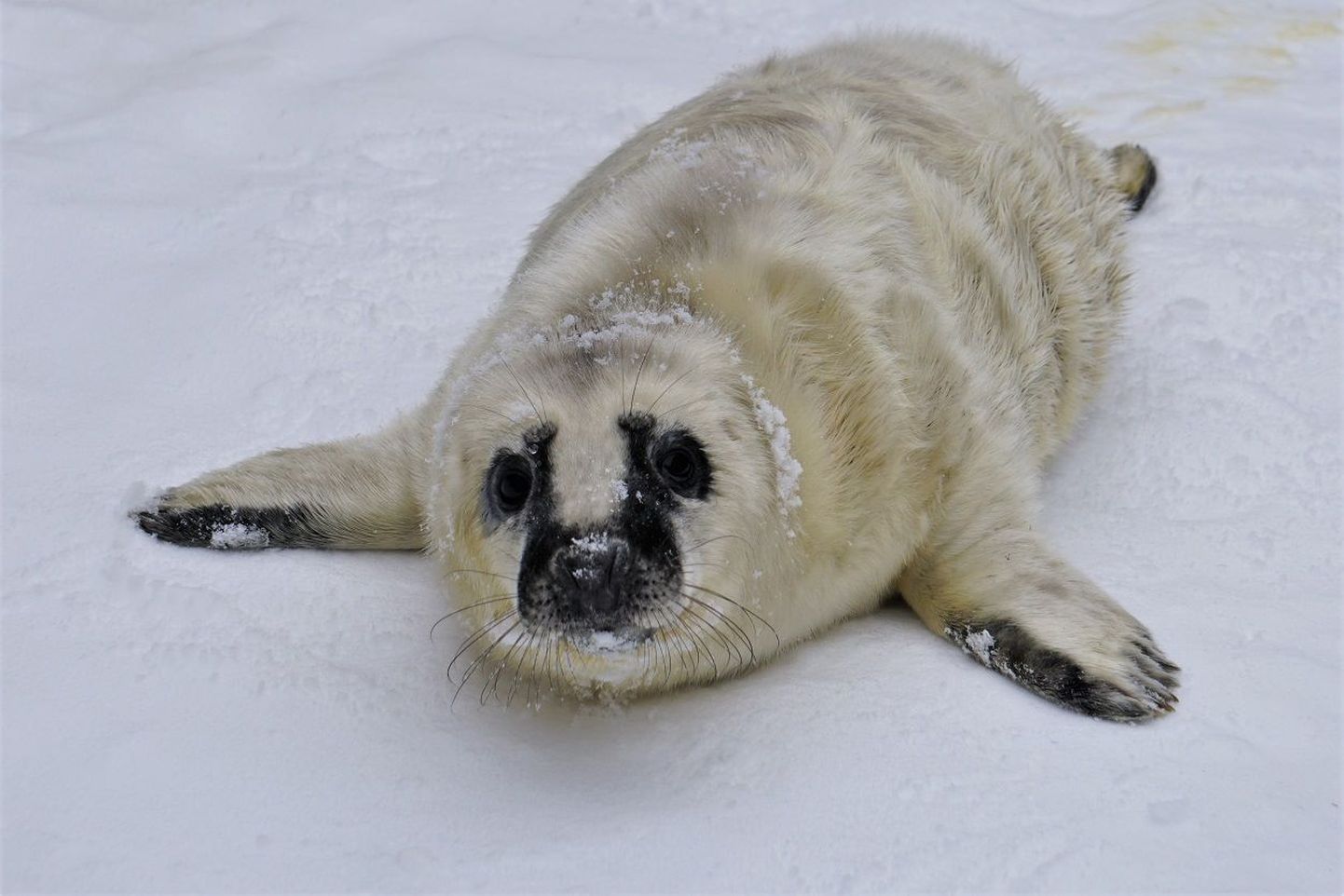 Новорожденный тюлененок Вирго.