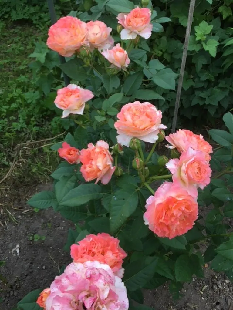 Peenraroos 'Augusta Luise'