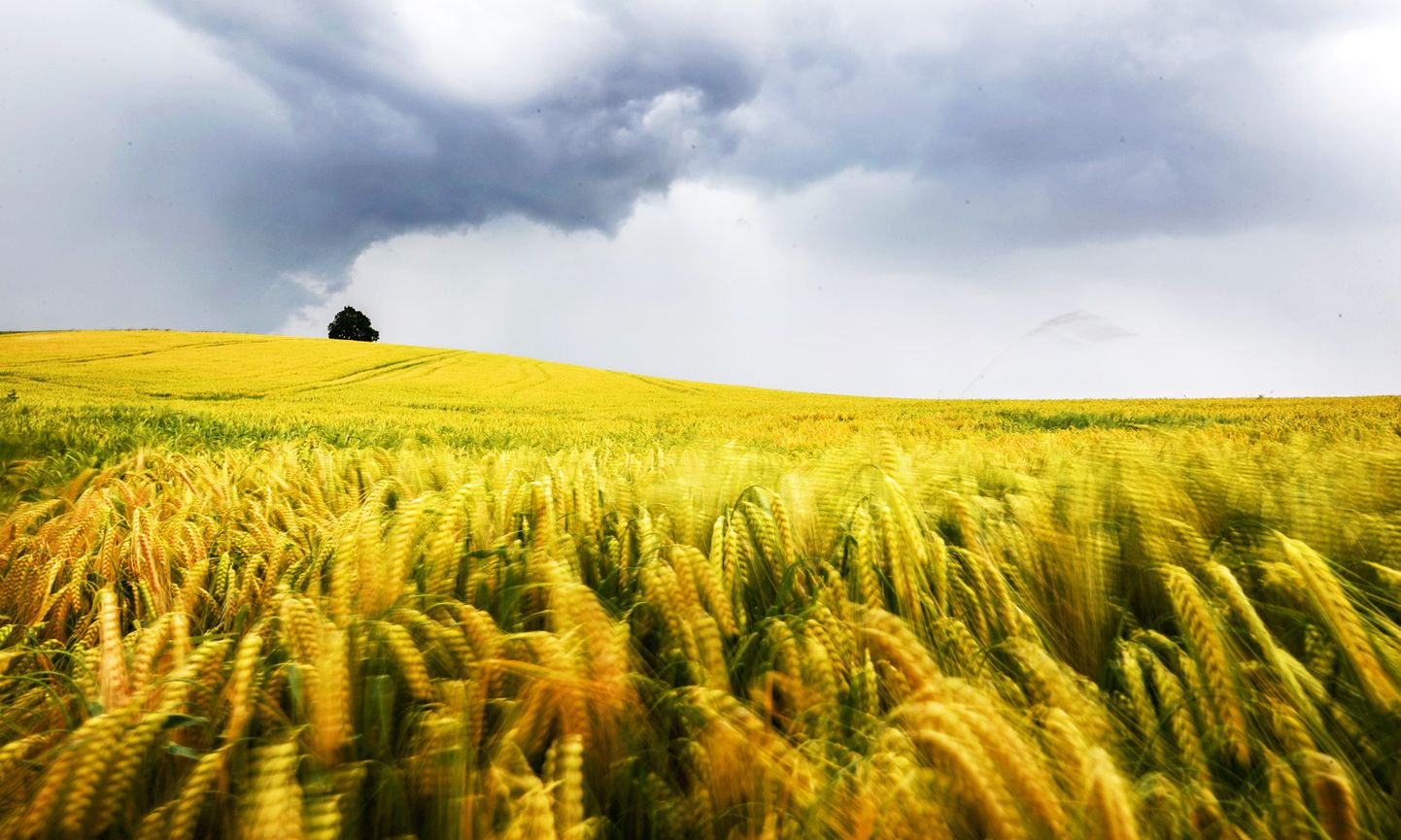 Облака над пшеничным полем.