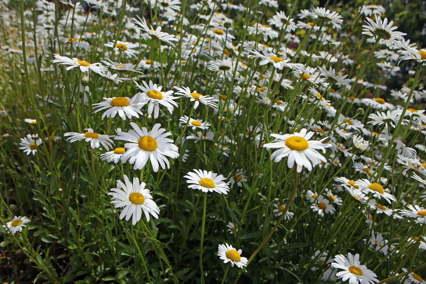 Margrietiņu pļava.