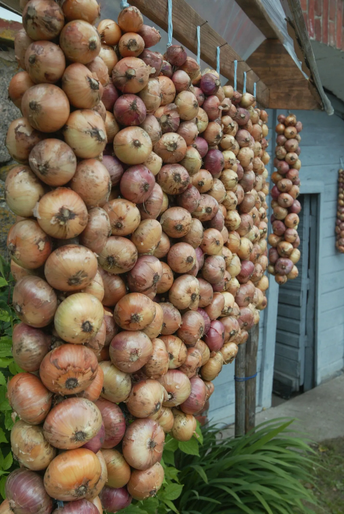 Kuivavad sibulavanikud.