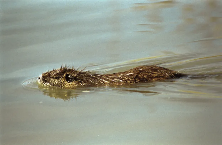 Ujuv nutria