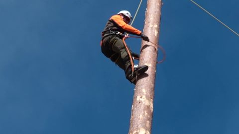 VIDEO ⟩ Kas julgeksid ise? Eestis esmakordne võistlus pani arboristid posti otsa ronima