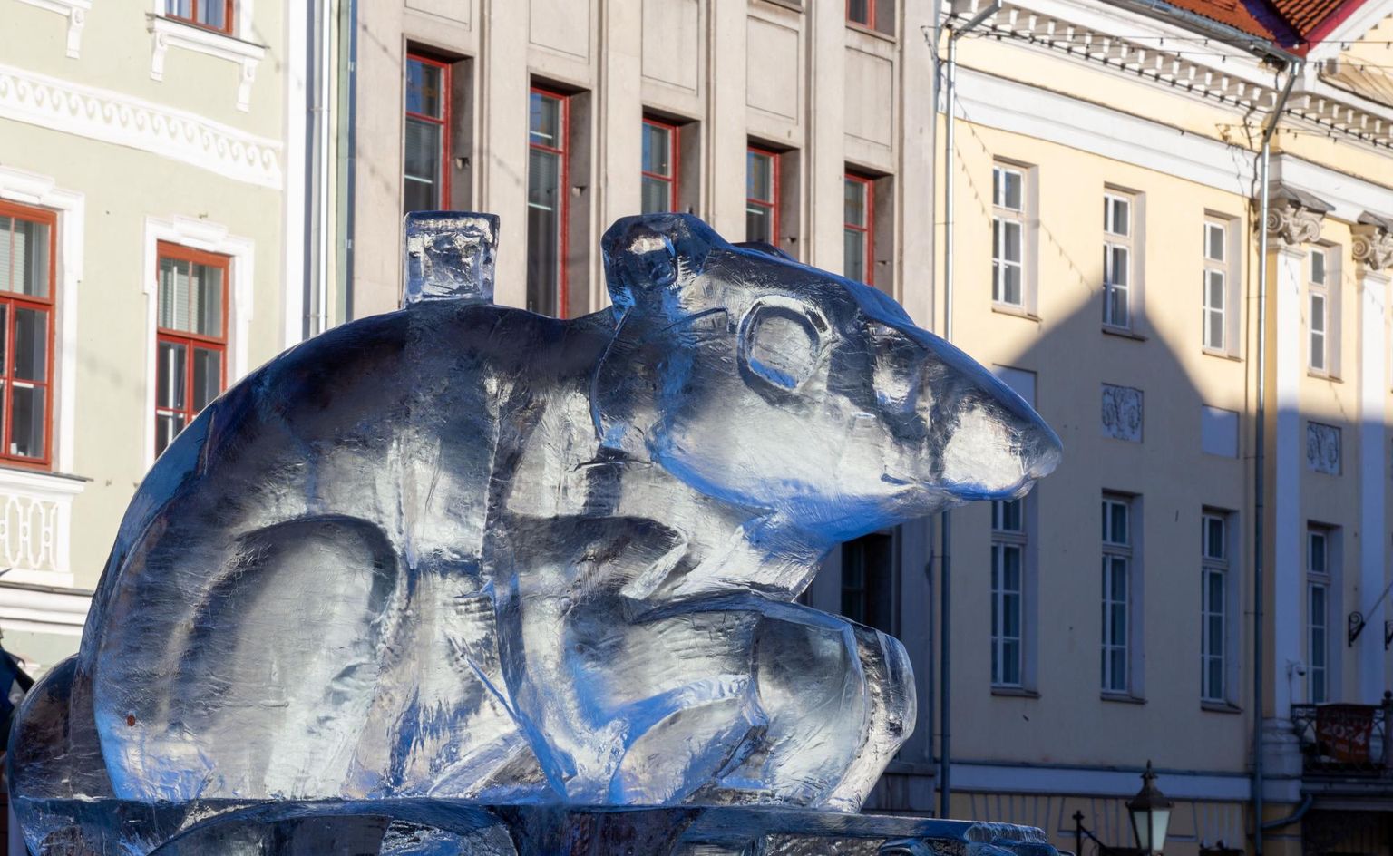 25. jaanuaril avati Tartu Raekoja platsil Põvvat Kama loodud jääst rotiskulptuur ning kuulutati alanuks Hiina kalendri valge metallroti aasta.