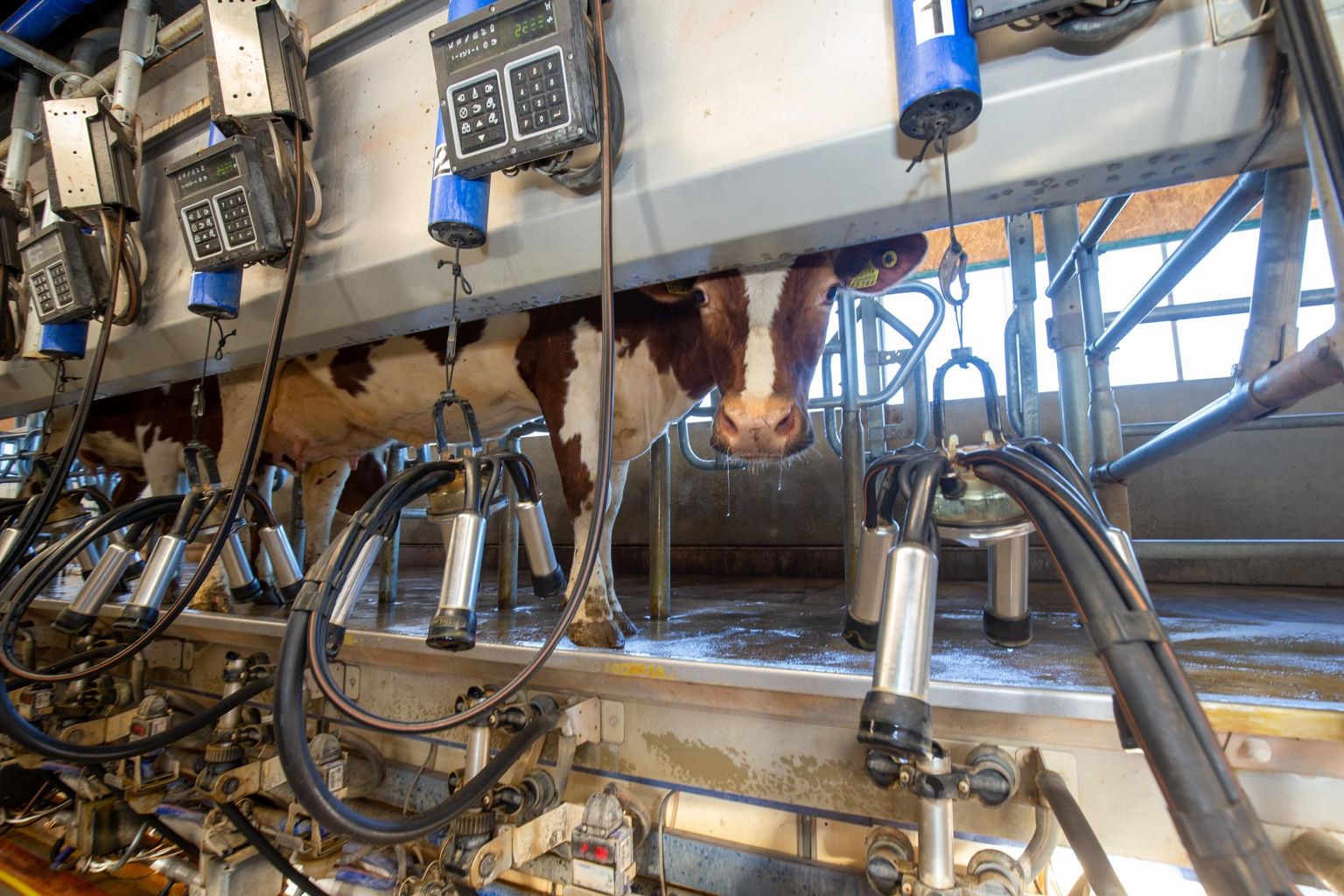 Maaeluministeeriumi vaates oli lõppenud aasta piimatootjatele tulemuslik ja toorme varumishinna tõus aeglustab lüpsikarja vähenemist.