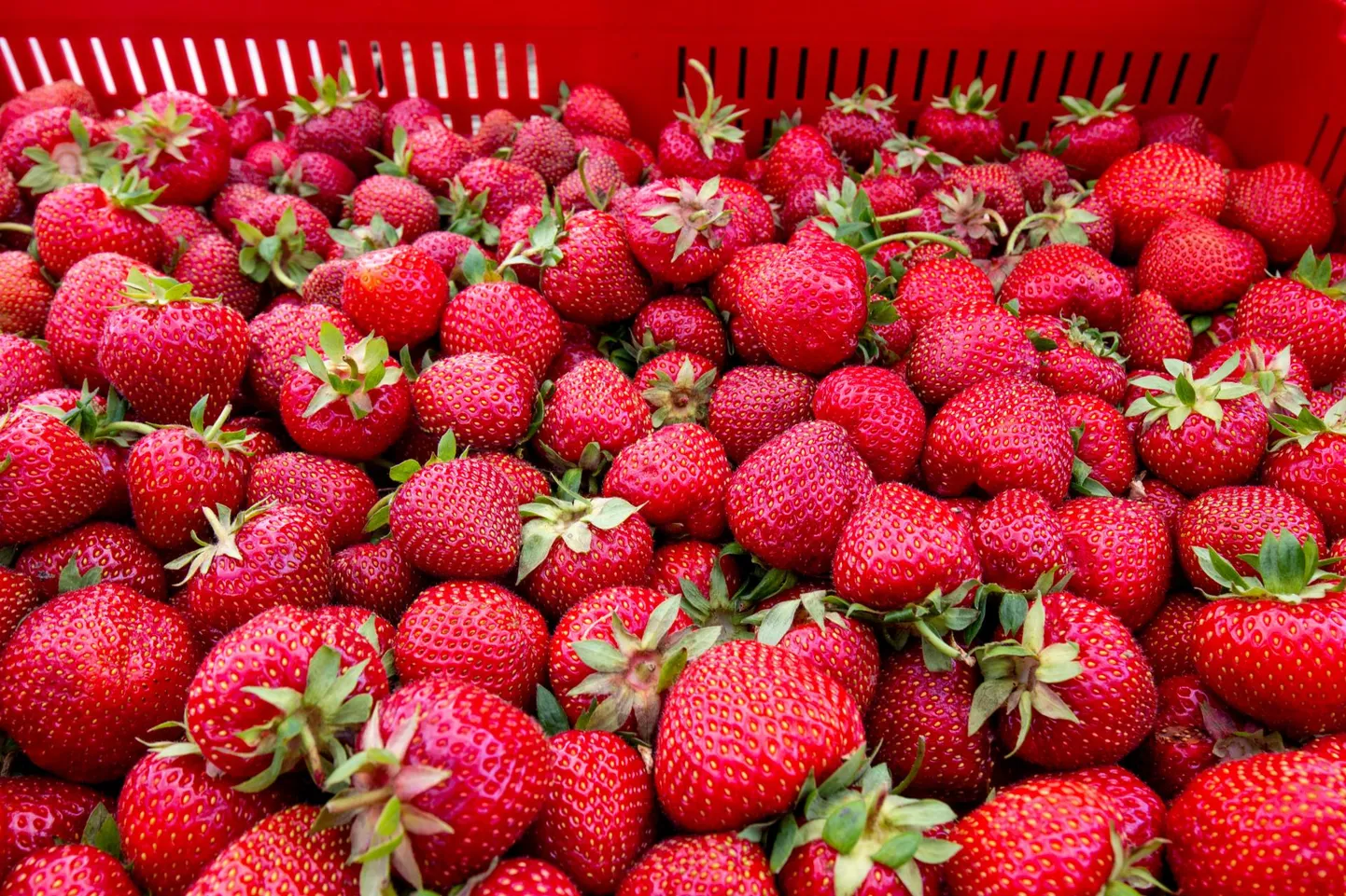 Eestlane küll kiidab kodumaise maasika maitset, kui kuid odavam hind kallutab valiku järjest enam lõuna poolt tulevate marjade kasuks.
