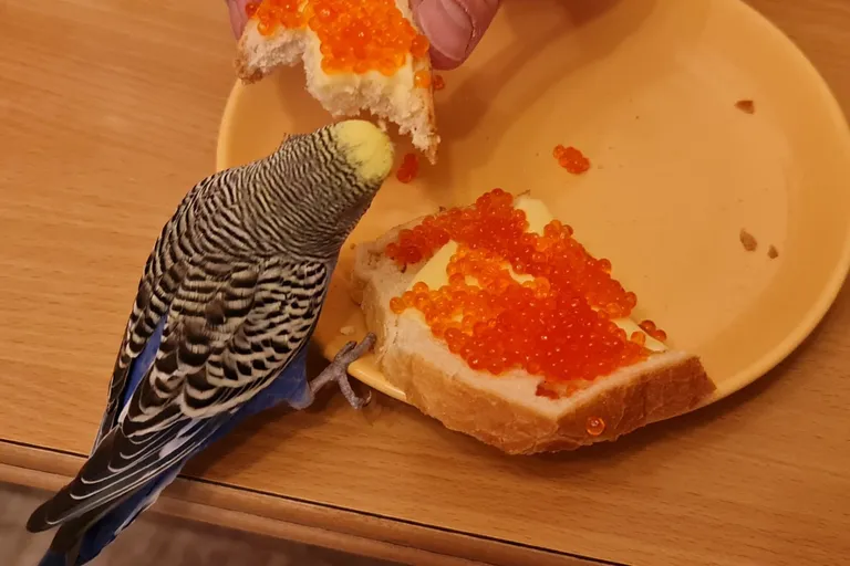 12aastane viirpapagoi Mitja.