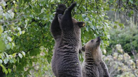 Видео ⟩ Два медведя танцевали на заднем дворе дома жительницы Эстонии