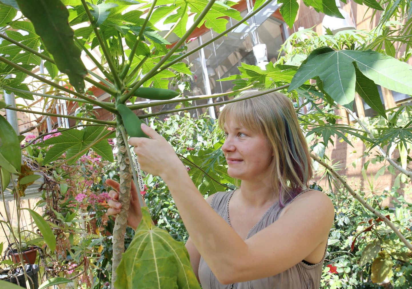 Tartu loodusmaja infospetsialisti Liina Vakröömi sõnul vajab papaia kasvatamine järjekindlust.