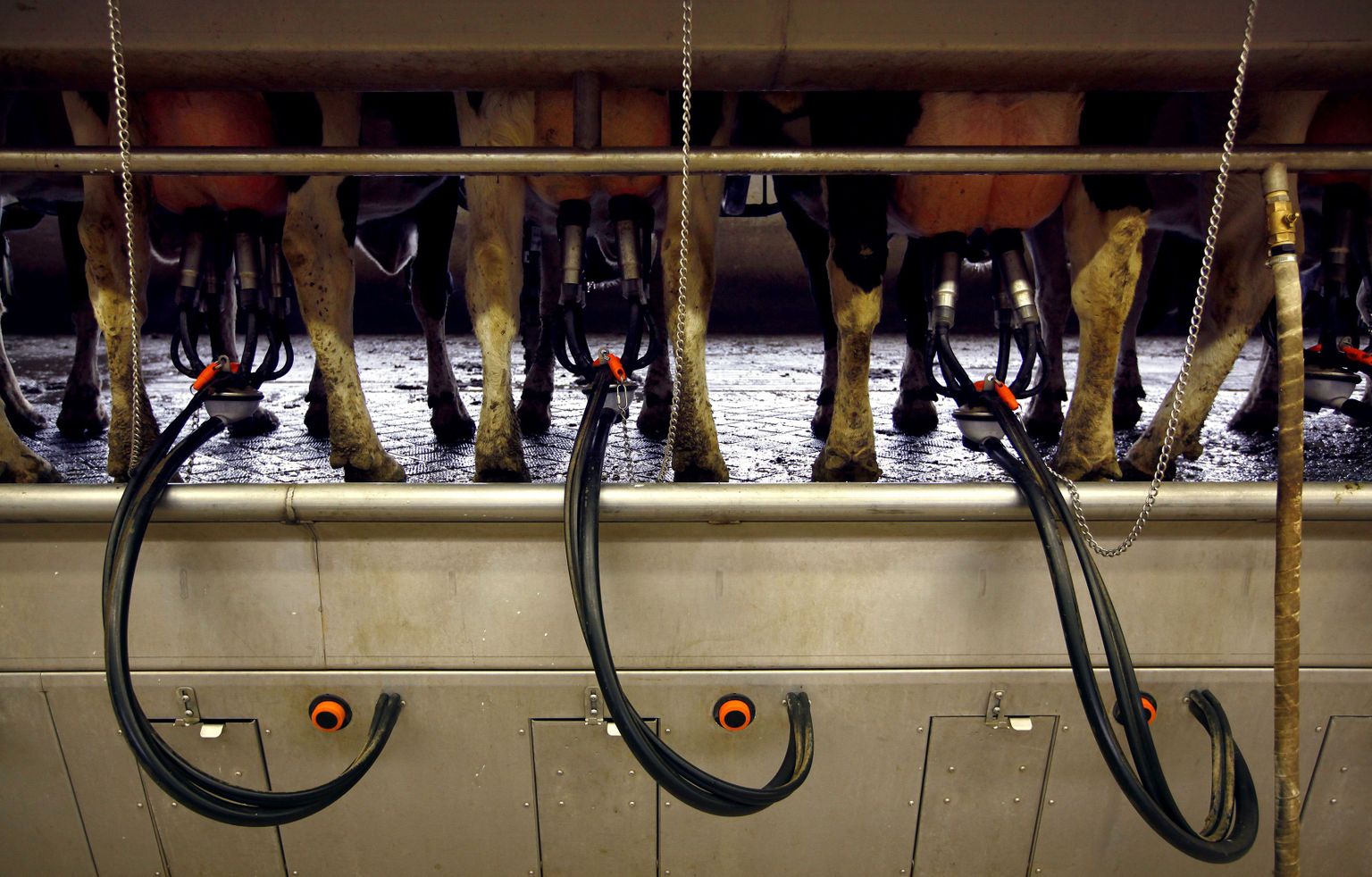 Maailma lehmad lüpsavad liiga palju, mistõttu on piimasaaduste hinnad langenud 6 aasta madalaimale tasemele. Pildil Uus-Meremaa piimafarm.