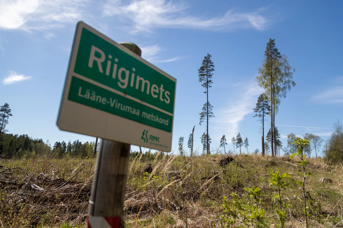 Lageraielank riigimetsas. Foto on illustratiivne.