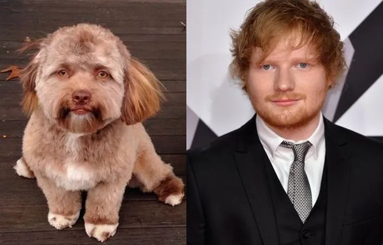 Shih-poo Yogi ja Ed Sheeran